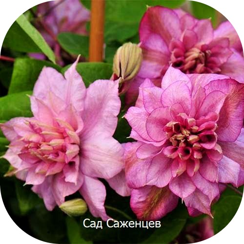 Клематис Инносент Глэнс Клематис Инносент Глэнс