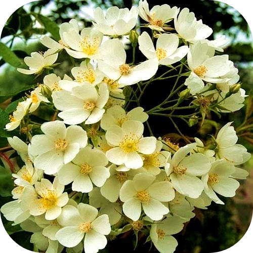 Саженцы Плетистой Розы Филипп Кифтсгейт > описание сорта